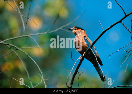 Coracias benghalensis Indian Rouleau, Bandhavgarh, Nat'l Park, Khajuraho, Madhya Pradesh, Inde Banque D'Images