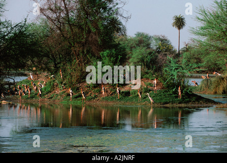 Stork Mycteria leucocephala peint, Bharatpur, Nat'l Park, de l'Haryana, le Rajasthan en Inde. Des cigognes dans l'habitat naturel peint Banque D'Images