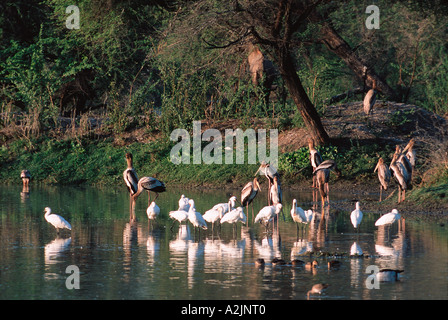 Stork Mycteria leucocephala peint, Bharatpur, Nat'l Park, de l'Haryana, le Rajasthan en Inde. Des cigognes dans l'habitat naturel peint Banque D'Images