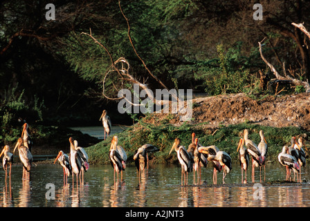 Stork Mycteria leucocephala peint, Bharatpur, Nat'l Park, de l'Haryana, le Rajasthan en Inde. Des cigognes dans l'habitat naturel peint Banque D'Images