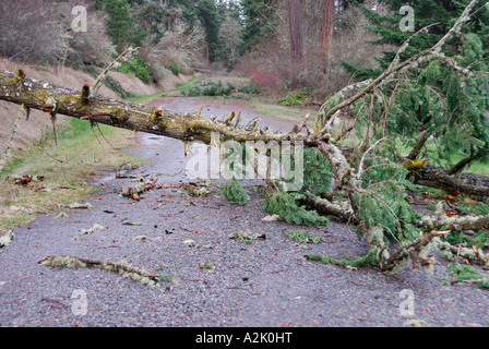'Arbre tombé, le blocage des routes. Banque D'Images