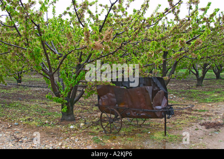 Un abricot arbre fruitier et une brouette fait d'un vieux baril de pétrole utilisé pour brûler les rameaux et les branches de la vigne quand l'élagage. Domaine Gilles Robin, Les châssis, Mercurol, Drôme, Drôme, France, Europe Banque D'Images