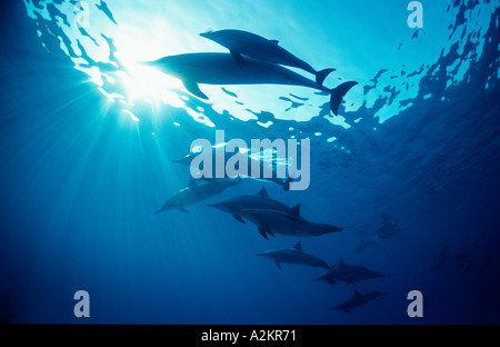 Océan Indien grand dauphin, Tursiops aduncus Banque D'Images