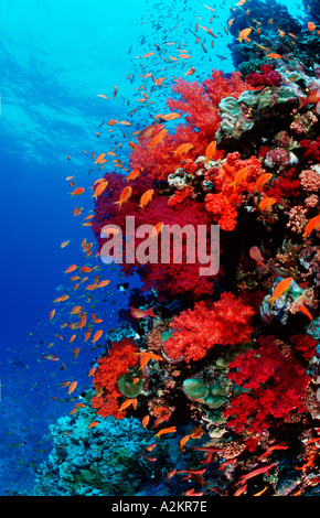 Anthias sur coral reef, Pseudanthias squammipinnis Banque D'Images