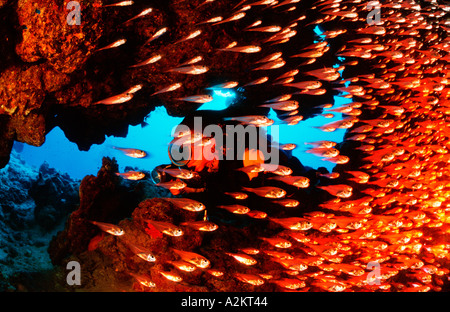 Plongée sous marine dans une grotte avec Glassfish, Parapriacanthus guentheri Banque D'Images