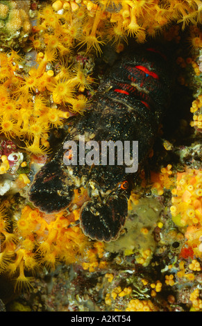 Scyllarus arctus, moindre locust lobster avec cluster jaune anémone Banque D'Images