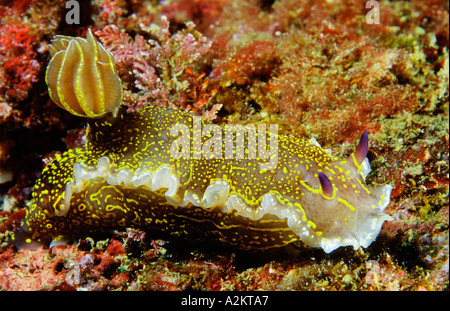Hypselodoris elegans slug, dorid Banque D'Images