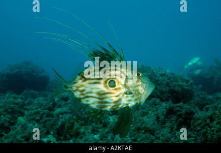 John Dory Zeus faber Banque D'Images