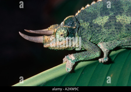 Jacksons 3 horned chameleon Chamaeleo jacksoni Nairobi Kenya Banque D'Images