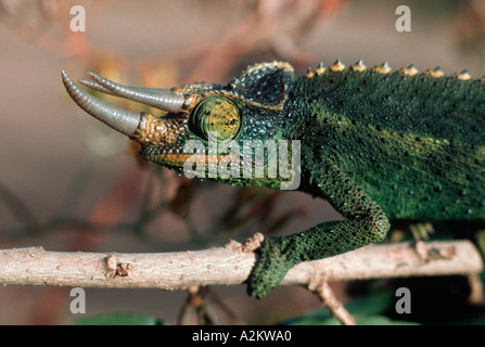 Jacksons 3 horned chameleon Chamaeleo jacksoni Nairobi Kenya Banque D'Images