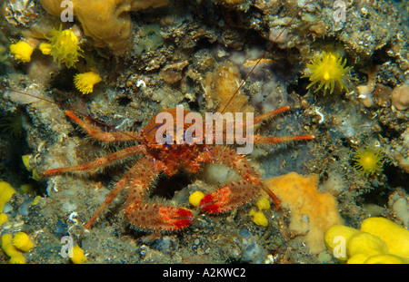 Squatlobster Galathea strigosa, rouge Banque D'Images