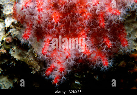 Corail Rouge ou coraux précieux Corallium rubrum Banque D'Images