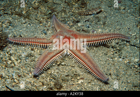 Peigne rouge star, Astropecten aranciacus Banque D'Images