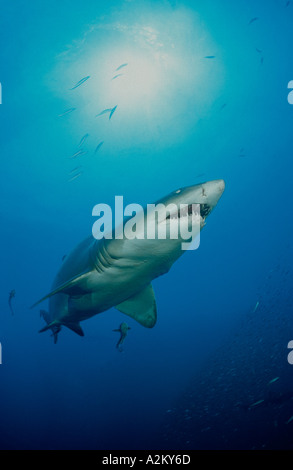 Carcharias taurus, Gris requin nourrice, sand tiger shark, North Carolina USA Banque D'Images