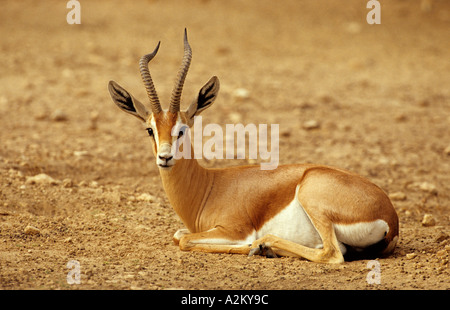 La gazelle dorcas Gazella dorcas Banque D'Images
