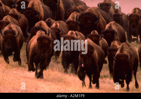 Troupeau de bisons se ruant à la National Bison Range in Moiese Montana Banque D'Images