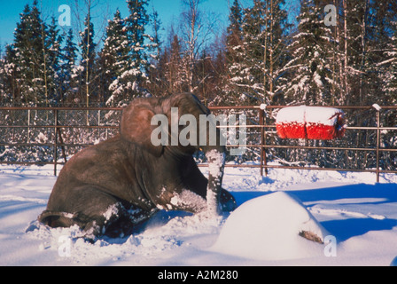 Un éléphant d'Afrique dans la neige à la Zoo de l'Alaska à Anchorage Alaska Banque D'Images