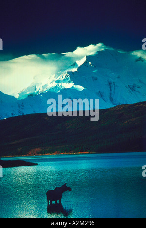 Un Orignal Alces alces debout dans Wonder Lake dans le parc national Denali en Alaska avec des montagnes enneigées en arrière-plan Banque D'Images