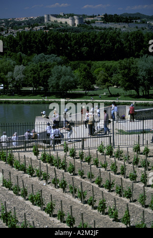 Europe, France, Provence, Avignon. Rocher des Doms, vignoble et Rhône Banque D'Images