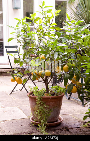 Citronnier en pot sur le patio en pierre Banque D'Images