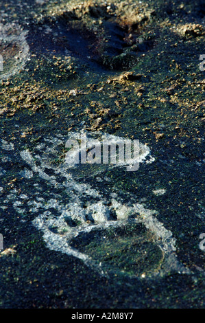 L'Asie, la Russie, l'ours grizzli du Kamtchatka imprimer sur la surface d'un pot de boue dans la Caldera Uzon. Banque D'Images