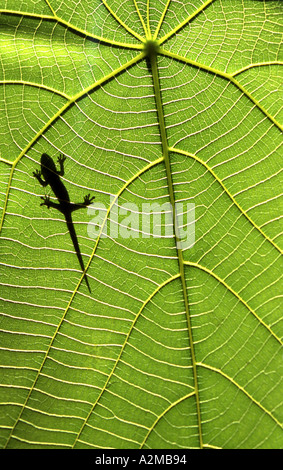 Gecko en dessous de l'Australie en feuilles Banque D'Images