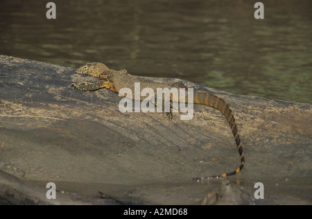 Lac de reptile de lézard, bask d'eau, basking de Legavaan dans le lagon de Sainte-Lucie en Afrique du Sud Banque D'Images