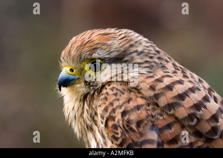 Kestrel Falco tinnunculus close up shot de potton tête bedfordshire Banque D'Images