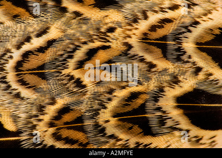 Faisan de Colchide Phasianus colchicus Close up de détail de plumes d'oiseaux sur une poule Banque D'Images