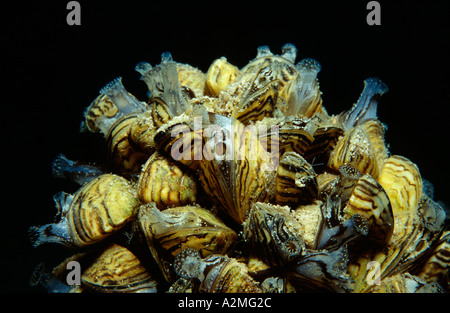 Zebra-Mussel, Dreissena polymorpha Banque D'Images