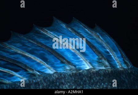 1 Nageoire dorsale de sandre sandre mâle pendant la saison des amours Banque D'Images