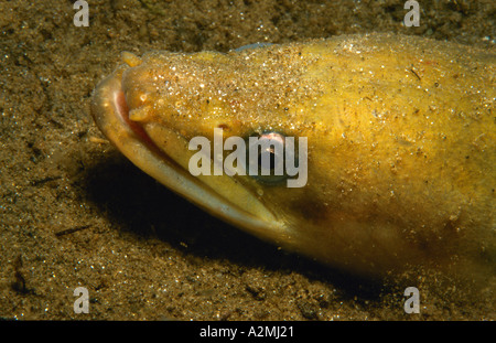 L'anguille européenne Anguilla anguilla Banque D'Images