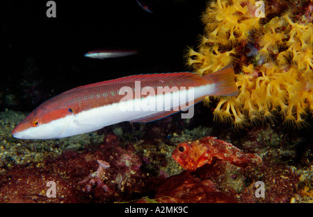 Arc-en-ciel méditerranéen wrasse, Coris julis Banque D'Images