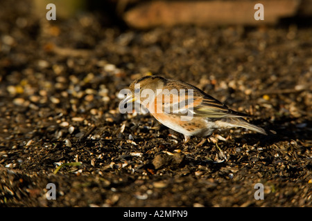 Pinson du Nord Fringilla montifringilla se nourrissant de sol sous le tableau d'oiseaux de l'été leys northamptonshire Banque D'Images