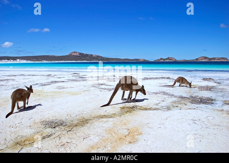 Groupe des Kangourous sur la plage au Lucky Bay Cape Le Grand national park Esperance Australie Occidentale Banque D'Images