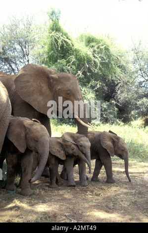 Groupe de quatre bébés éléphants femelles adultes étant protégé par la Réserve nationale de Samburu, Kenya Afrique de l'Est Banque D'Images