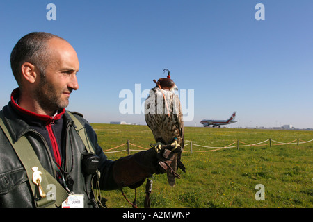 Falconer avec Hawk à l'aéroport de Lisbonne, Portugal Banque D'Images