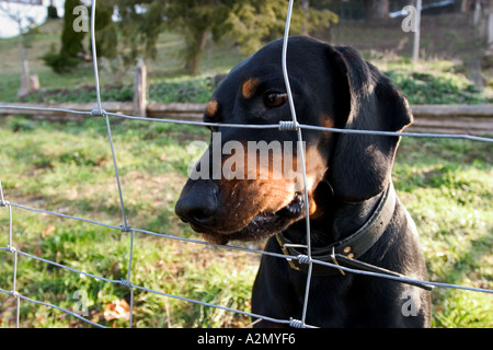 BRD Allemagne Bavière chien derrière une clôture en chien chien Cage à la clôture à travers la clôture du nez de chien Banque D'Images