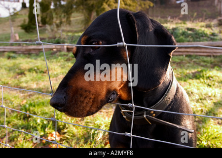 BRD Allemagne Bavière chien derrière une clôture en chien chien Cage à la clôture à travers la clôture du nez de chien Banque D'Images