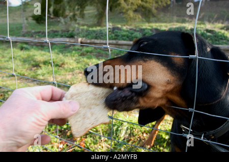 BRD Allemagne Bavière chien derrière une clôture en chien chien Cage à la clôture se procurer de la nourriture au niveau de la clôture Banque D'Images