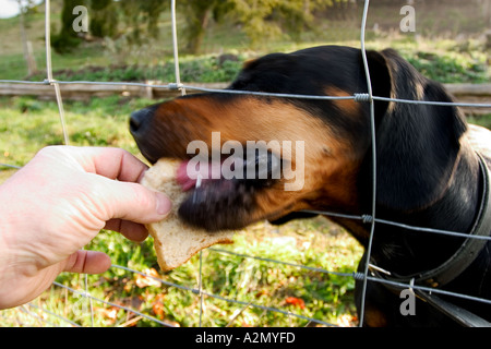 BRD Allemagne Bavière chien derrière une clôture en chien chien Cage à la clôture se procurer de la nourriture au niveau de la clôture Banque D'Images