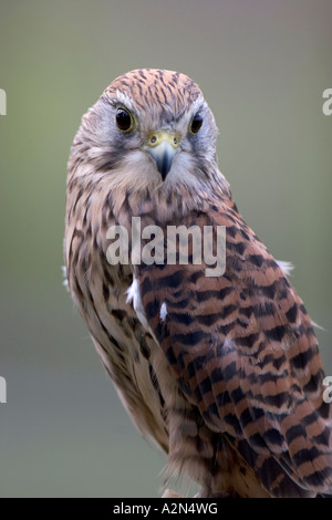Close-up de Faucon crécerelle (Falco tinnunculus) Banque D'Images