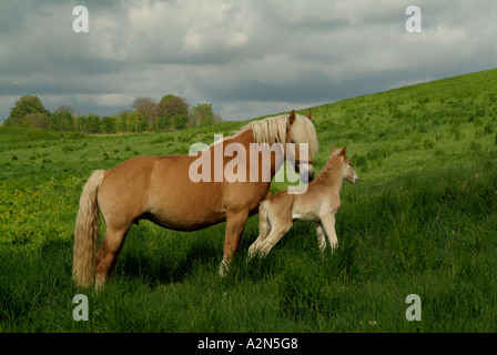 Chevaux dans une prairie Biosphère Schorfheide Chorin Allemagne Banque D'Images