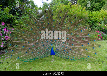 L'affichage de sa queue de paon plumes dans le jardin du château, Château du Rivau, France Banque D'Images