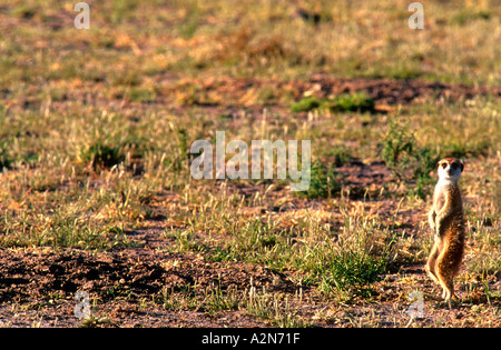 Meerkat Central Kalahari Game Reserve Botswana Banque D'Images