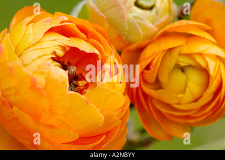 Close-up de fleurs de Persian (Ranunculus asiaticus) Banque D'Images