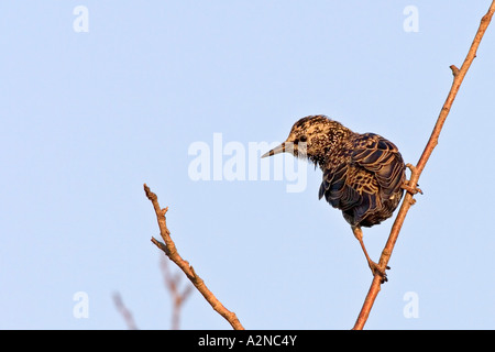 Close-up de l'etourneau sansonnet (Sturnus vulgaris) bird perching on branch Banque D'Images