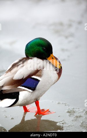 Canard colvert, Anas platyrhynchos, sur un flocon de glace dans le lac Vansjø, Østfold fylke, la Norvège. Vansjø est une partie de l'eau appelé système Morsavassdraget. Banque D'Images