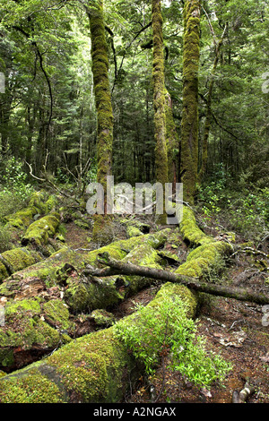 Arbres couverts de mousse dans la forêt tropicale sur l'île du sud de la Nouvelle-Zélande . Banque D'Images