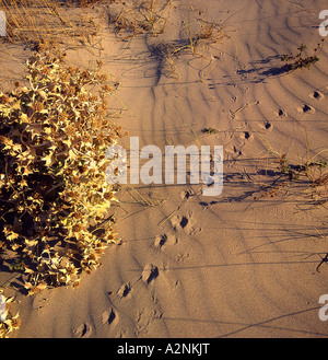 Close-up d'empreintes de pas sur le sable, Camargue, France Banque D'Images